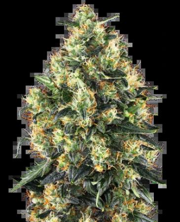 Sensi Super Skunk 3+1 Auto Sensi Super Skunk 3+1 Auto